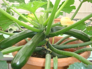 夏南瓜 Summer squash F1 HYBRID SEED